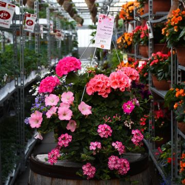 'Pink Parade' Combo Hanging Basket