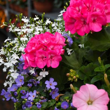 'Pink Parade' Combo Series