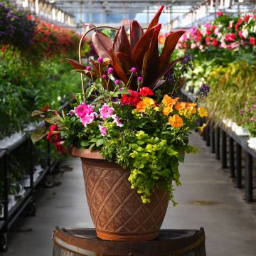 'Awesome Combo Summer' Patio Planter