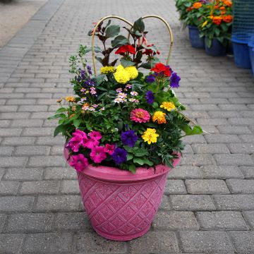 'Awesome Combo Summer' Patio Planter