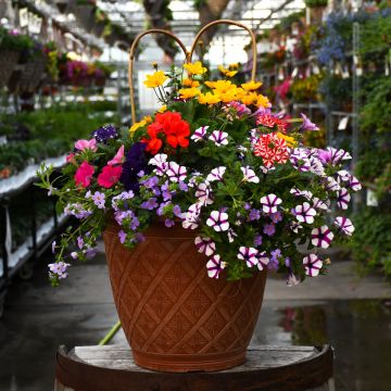 'Awesome Combo' Patio Planter