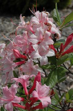 Rhododendron, Azalea 'Candy Lights™'