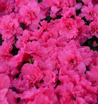 Rhododendron, Easter Azalea 'Shades of Pink'
