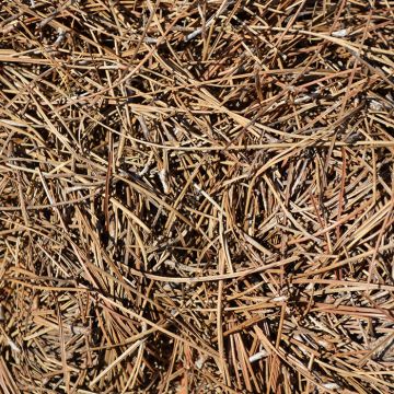 Pine Straw Mulch