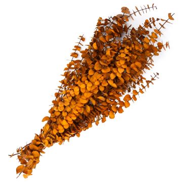 Eucalyptus, Baby Eucalyptus 'Amber'