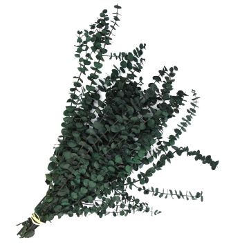 Eucalyptus, Baby Eucalyptus 'Aqua'