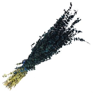 Eucalyptus, Baby Eucalyptus 'Blue Dipped'