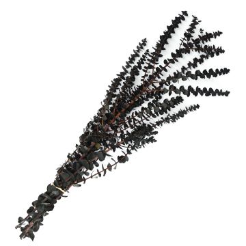 Eucalyptus, Baby Eucalyptus 'Navy Blue'