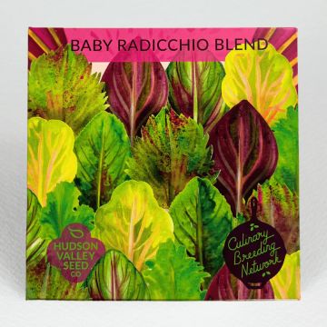 Cichorium, Baby Radicchio Blend ~ 250 seeds