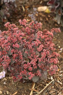 Sedum, Stonecrop, Rock 'N Grow® 'Back in Black'