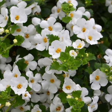 Bacopa, 'White'