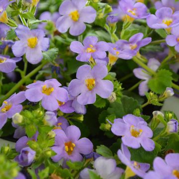 Bacopa, Scopia 'Gulliver Blue'