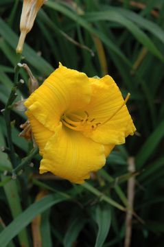 Hemerocallis, Yellow Daylily 'Bakabana'