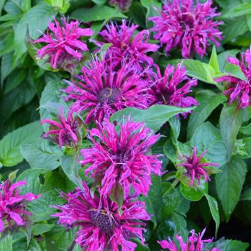 Monarda, Scarlet Beebalm 'Balmy™ Purple'