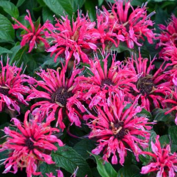 Monarda, Scarlet Beebalm 'Balmy™ Rose'