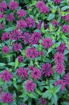 Monarda, Scarlet Beebalm 'Balmy™ Purple'