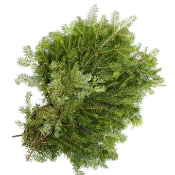 Fir 'Balsam Fir'