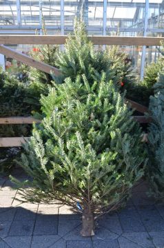 Balsam Fir, Live Christmas Tree