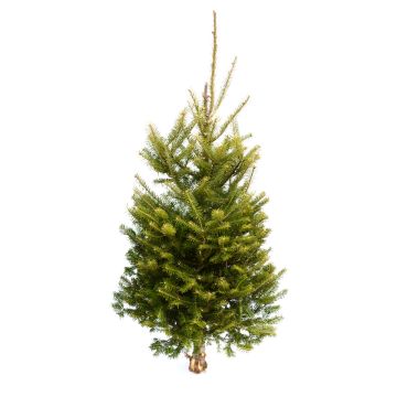 Table Top Tree 'Balsam Fir'