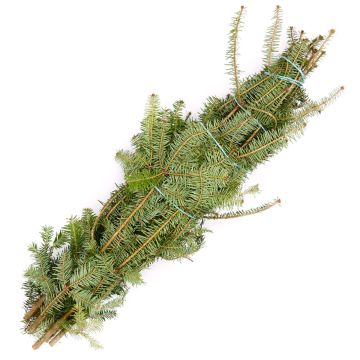 Balsam Fir Tips Bundle of 10