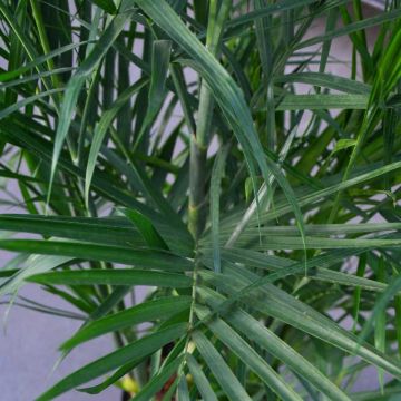 Chamaedorea Seifrizii 'Bamboo Palm'