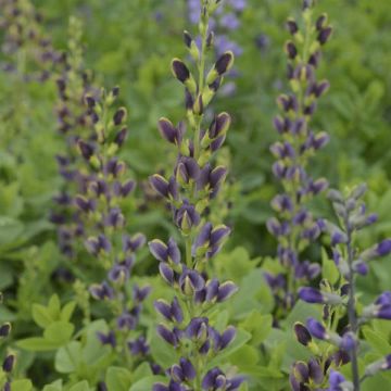 Baptisia, False Indigo 'Indigo Spires'