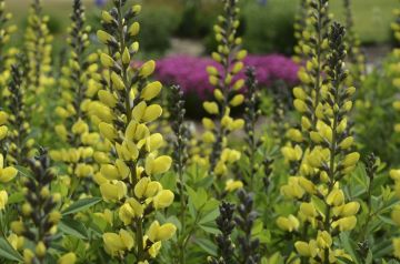 Baptisia, Hybrid False Indigo 'Decadence® Lemon Meringue'