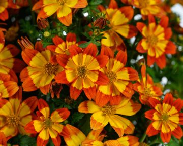 Bidens, Blazing Flames™