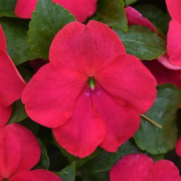 Impatiens, Beacon® 'Lipstick'