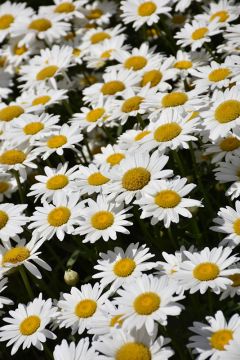Leucanthemum, Shasta Daisy 'Becky'