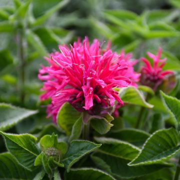 Monarda, Hybrid Beebalm 'Bee-You™ Bee-Merry'
