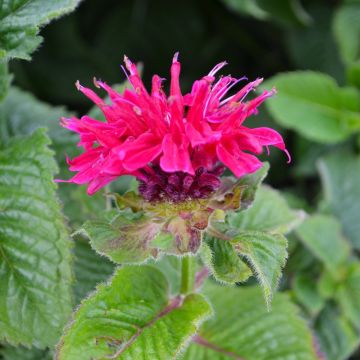 Monarda, Scarlet Beebalm 'Fireball'
