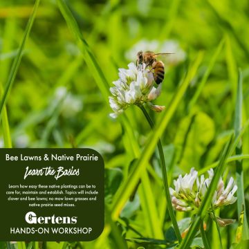 Bee Lawns & Native Prairie Basics | Saturday, September 27th