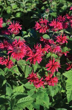 Monarda, Hybrid Beebalm 'Bee-You™ Bee-Happy'