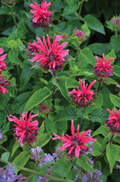 Monarda, Hybrid Beebalm 'Bee-You™ Bee-Merry'