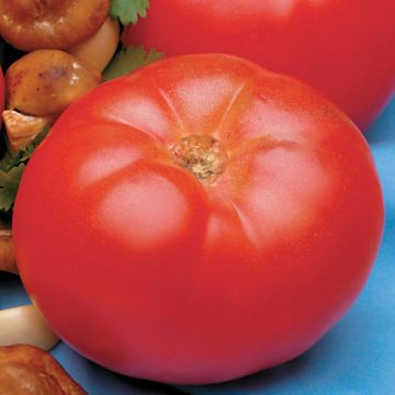 Solanum, Pole Tomato 'Beefmaster'
