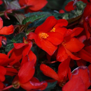  Begonia, I'CONIA® 'Bachelorette Red'