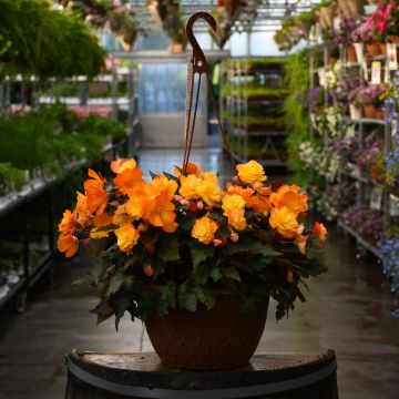 12" Hanging Basket Begonia I'CONIA® 'Del Sol'