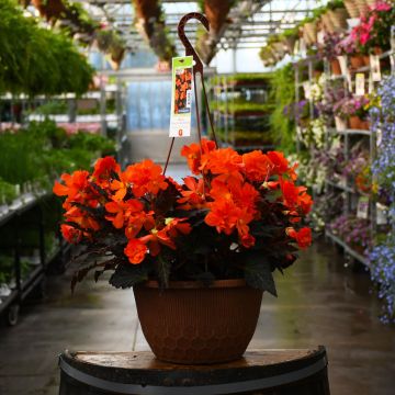 12&quot; Hanging Basket I’Conia Portofino Hot Orange