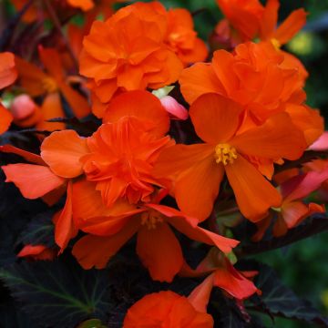 Begonia, I'CONIA® Portofino 'Hot Orange'