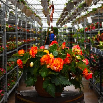 Begonia Tuberous, Nonstop® 'Flame' Hanging Basket