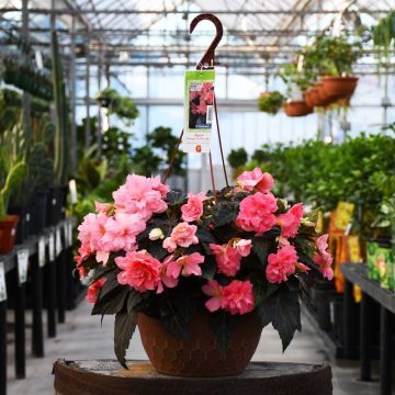 Begonia Tuberous, Nonstop® Joy 'Mocca Rose' Hanging Basket