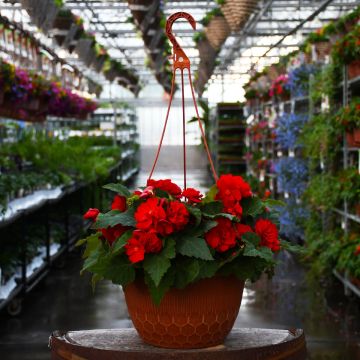 Begonia Tuberous, Nonstop® Joy 'Red' Hanging Basket