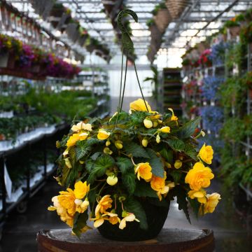 Begonia Tuberous, Nonstop® Joy 'Yellow' Hanging Basket