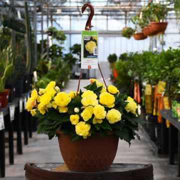Begonia Tuberous, Nonstop® Joy 'Lemon' Hanging Basket