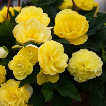Begonia Tuberous, Nonstop® Joy 'Lemon'