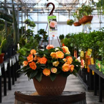 Begonia Tuberous, Nonstop® Joy 'Peach Shades' Hanging Basket