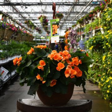Begonia Rieger 'Orange' Hanging Basket