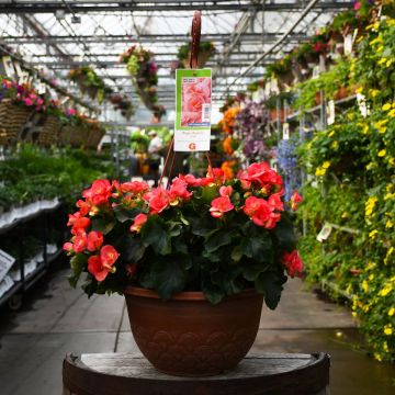 Begonia Rieger 'Pink' Hanging Basket