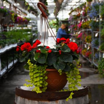 Begonia Rieger 'Red' with Lysmachia Hanging Basket